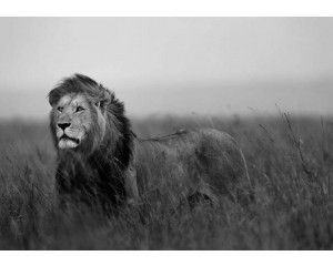 Zwart-wit fotobehang van een leeuw, met krachtige contrasten voor een dramatisch effect.