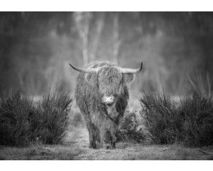 Zwart-wit fotobehang van een Schotse hooglander op de heide, met een rustige en mystieke uitstraling van het landschap.