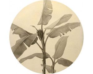 Bananenplant met gedetailleerde bladeren op een muurcirkel.