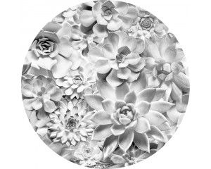 Echeveria bloemen met gedetailleerde bladeren op een muurcirkel.