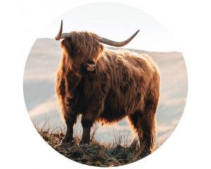 Schotse hooglander in de bergen op een muurcirkel, met een natuurlijke en wilde uitstraling van de natuur.