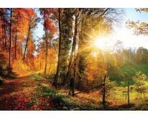 Fotobehang van bomen met zonsondergang, warme kleuren en bosrijk landschap.