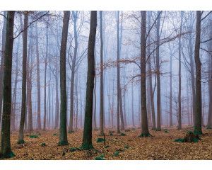 Bos fotobehang met bladeren, natuur en frisse groene tinten.