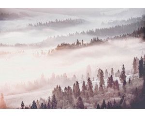 Mistig bos fotobehang met een landschap vol bomen en natuur.