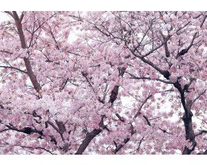 Fotobehang van appelbloesem en bloemen in een boom, kleurrijk en speels.