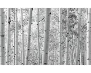 Aspen Forest bos fotobehang, met prachtige hoge bomen.