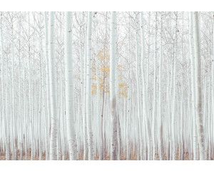 Fotobehang van een wit bos met aspen bomen, natuurlijke kalmte.