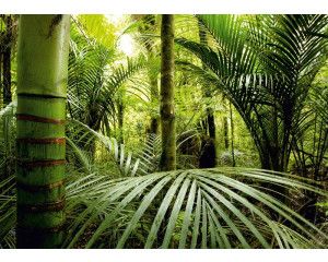 Fotobehang Avontuurlijke Jungle