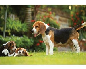 Fotobehang van Beagle pups, weergegeven in een speelse en schattige compositie.