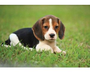 Fotobehang van een Beagle pup, met een schattige en speelse uitstraling.