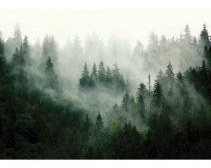 Fotobehang Bergbos in de Ochtendmist