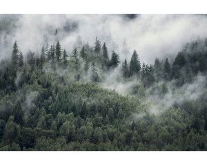 Bergbos in de mist, met dennenbomen en bergen die opgaan in de nevel, afgebeeld op een fotobehang.