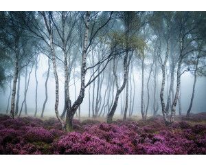 Berkenbos met mist en bloeiende bloemen in een serene omgeving, fotobehang dat de rust van de natuur oproept.