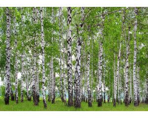 Fotobehang Berkenbos in de Lente
