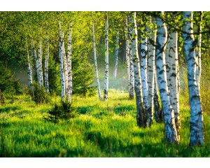 Fotobehang van een berkenbos, met een serenade van bomen en natuur in een rustige setting.