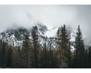 Fotobehang van besneeuwde bergen die hoog boven het bos uitsteken, met een helderblauwe lucht en een prachtig natuurlandschap.