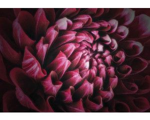 Close-up van een levendige bloem in rood, roze en paarse tinten, fotobehang dat kleur en levendigheid toevoegt.