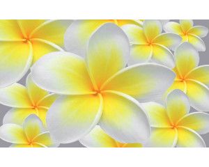 Gele en witte bloemen in een natuurlijke setting, weergegeven op een prachtig en helder fotobehang.