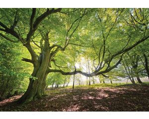 Fotobehang van een enkele boom in een bos, natuurgetrouw.