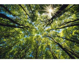 Fotobehang van boomtoppen in de zon, met een weids uitzicht op de natuur.