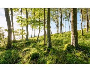 Bos bomen landschap met een serene natuurweergave.