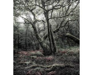 Nationaal Park Garajonay fotobehang, met een weelderig boslandschap op La Gomera.