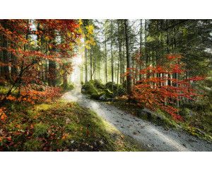 Bos herfst Alpen bomen fotobehang, met een kleurrijk herfstlandschap.