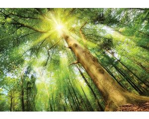 Fotobehang van een bos in het daglicht, met bomen en zonnestralen die de natuur tot leven brengen.