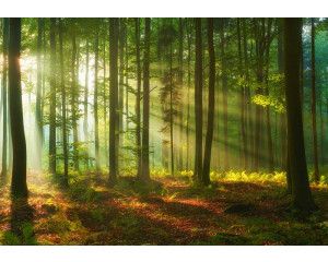 Fotobehang van een bos met hemelse lichtstralen, zonnestralen die tussen de bomen door schijnen, met rijke groentinten en gedetailleerde bladeren.