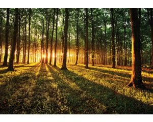 Zonlicht door het bos met een zonsondergang op fotobehang.