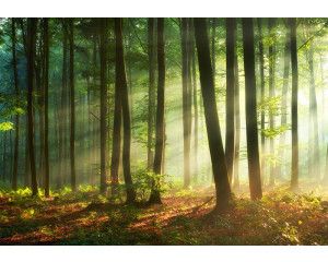 Zonnestralen die door de bomen van een dicht bos breken op dit fotobehang, met een warme en natuurlijke uitstraling.