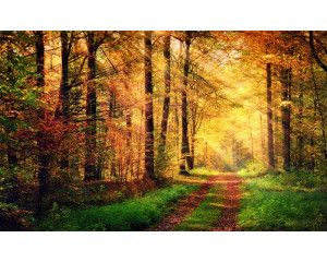 Fotobehang van een bospad dat wordt verlicht door zonnestralen die door het bladerdak breken.