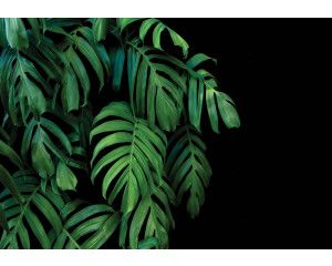 Botanische jungle bladeren tegen een zwarte achtergrond op dit fotobehang, voor een weelderige en exotische uitstraling.