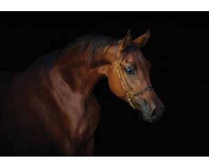 Fotobehang van een bruin paard met een zwarte achtergrond, met een focus op elegantie en kracht.
