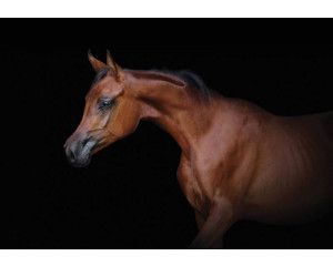 Fotobehang van een bruin paard op een zwarte achtergrond, met een dramatische en stijlvolle uitstraling.