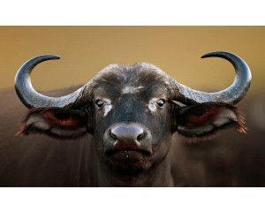 Buffelkop op fotobehang, natuurgetrouw en imposant.