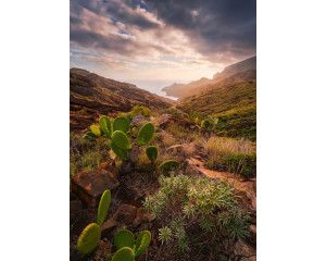 Cactussen landschap fotobehang, met een woestijnachtige omgeving vol cactussen.