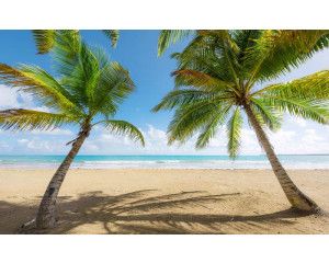 Caribisch paradijs palmbomen fotobehang, met een tropisch strand.