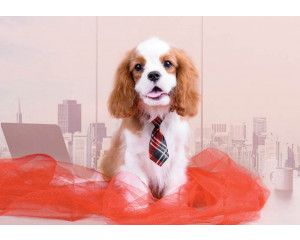 Fotobehang van een Cavalier King Charles Spaniël, met een focus op het karakteristieke uiterlijk van de hond.