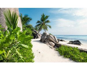 Dagdromen aan de zon, zee en strand met palmbomen.
