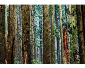 Fotobehang van een dennenbos met hoge bomen, natuur en frisse lucht.