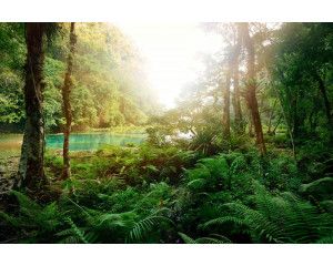 Fotobehang van een diep tropisch bos met een helderblauw meer dat wordt omringd door weelderige natuur.