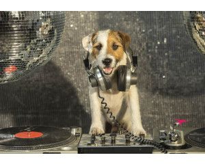 Fotobehang met een DJ-hond in een discotheek, uitbundige kleuren en grappige details.
