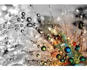 Druppels op een paardenbloem fotobehang, detailrijk bloemenontwerp.