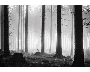 Fotobehang van een duister bos met mistige avond en bomen.