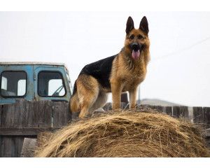 Fotobehang van een Duitse herder hond, met een krachtige en beschermende uitstraling.