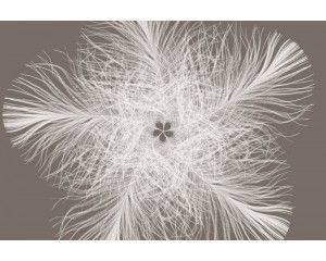 Federster abstract fotobehang, met een modern kunstwerk dat elke ruimte een creatieve uitstraling geeft.