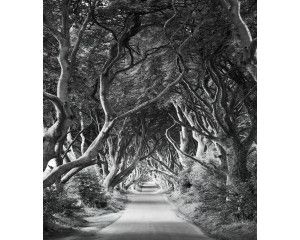 Dark Hedges landschap fotobehang, met een mysterieuze rij bomen, perfect voor een avontuurlijke kamer.