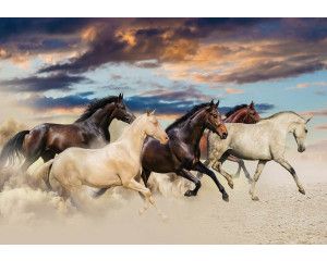 Fotobehang van galopperende paarden in een natuurlijke omgeving, vol beweging en energie.