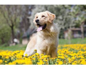 Fotobehang van een Golden Retriever hond, met een vriendelijke en speelse uitstraling.